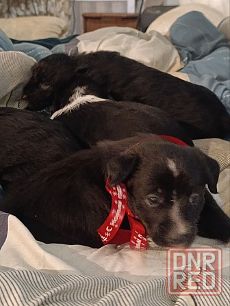 Щенки девочки спаниель бесплатно Донецк - изображение 2