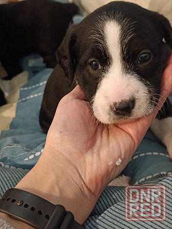 Щенки девочки спаниель бесплатно Донецк - изображение 7