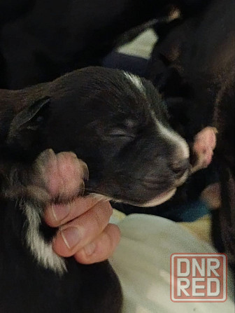 Щенки девочки спаниель бесплатно Донецк - изображение 4