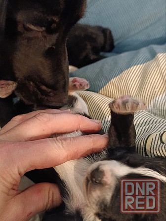 Щенки девочки спаниель бесплатно Донецк - изображение 3