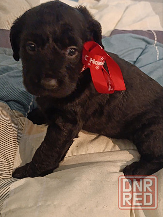 Щенки девочки спаниель бесплатно Донецк - изображение 1