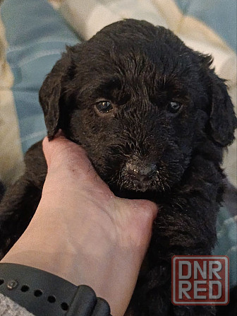 Щенки девочки спаниель бесплатно Донецк - изображение 4