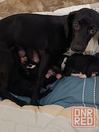 Щенки девочки спаниель бесплатно Донецк - изображение 2