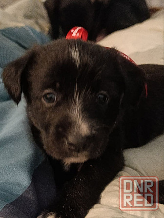 Щенки девочки спаниель бесплатно Донецк - изображение 8