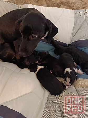 Щенки девочки спаниель бесплатно Донецк - изображение 6