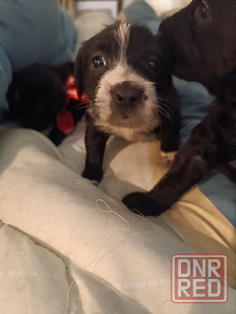 Щенки девочки спаниель бесплатно Донецк - изображение 3