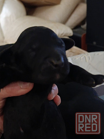 Щенки девочки спаниель бесплатно Донецк - изображение 1