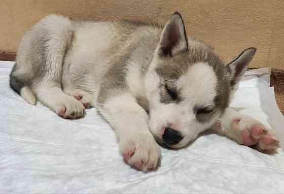 Продам щенков Донецк