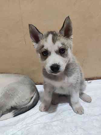 Продам щенков Донецк