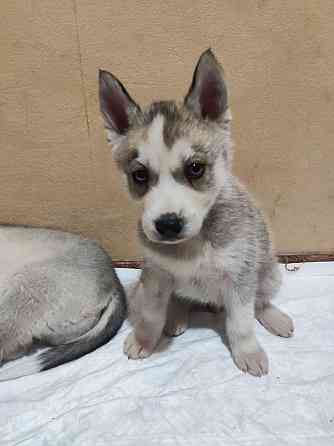 Продам щенков Донецк