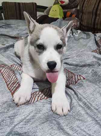 Продам щенков Донецк