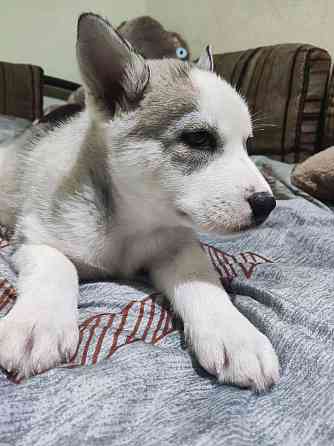 Продам щенков Донецк