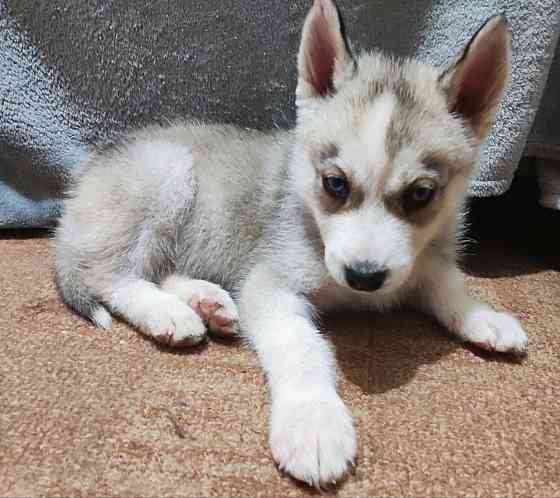 Продам щенков Донецк