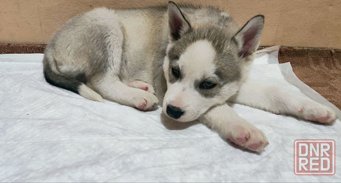 Продам щенков Донецк - изображение 8