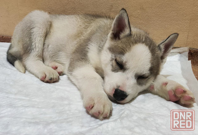 Продам щенков Донецк - изображение 3