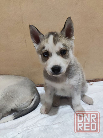 Продам щенков Донецк - изображение 1