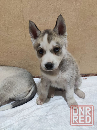 Продам щенков Донецк - изображение 4