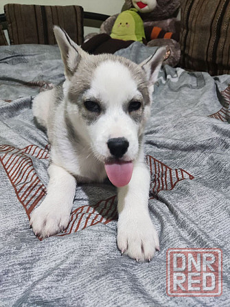 Продам щенков Донецк - изображение 6