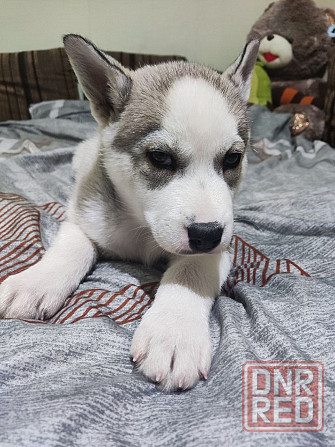 Продам щенков Донецк - изображение 7