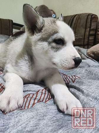 Продам щенков Донецк - изображение 5