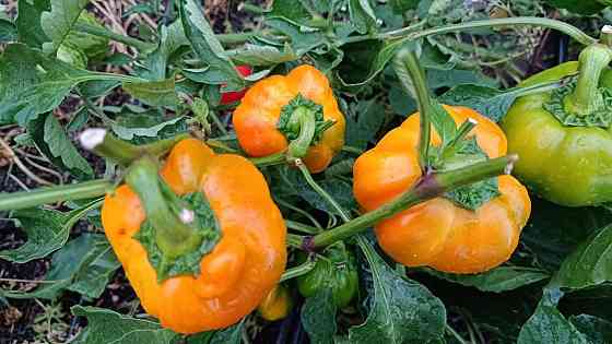 рассада Донецк