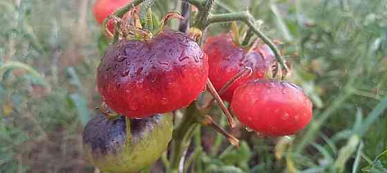 рассада Донецк