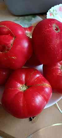 рассада Донецк