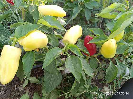 рассада Донецк