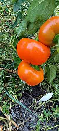 рассада Донецк