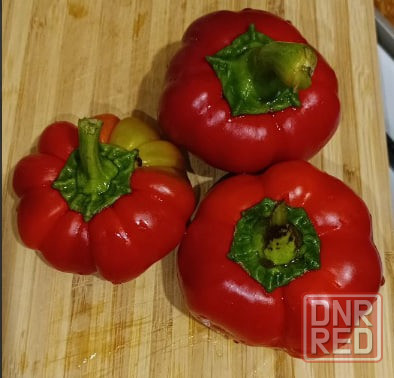 рассада Донецк - изображение 6