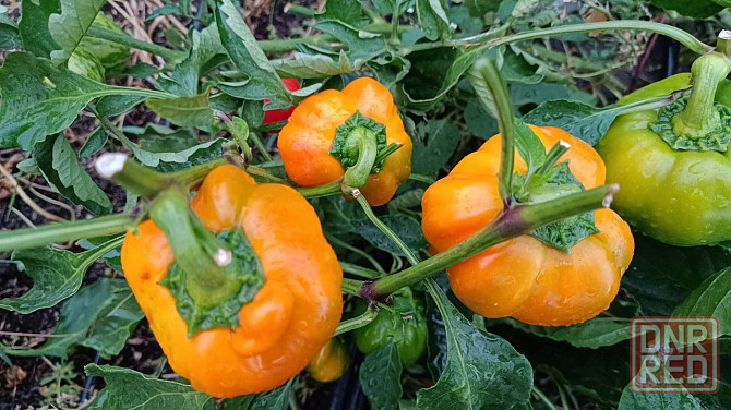 рассада Донецк - изображение 1