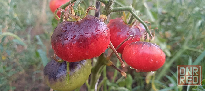 рассада Донецк - изображение 5