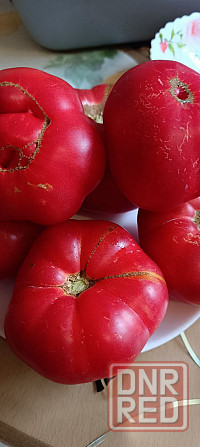 рассада Донецк - изображение 2