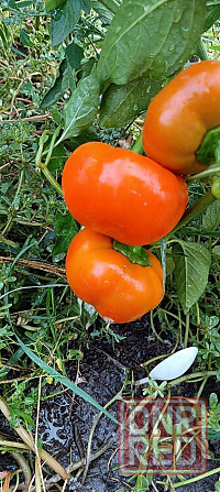 рассада Донецк - изображение 4