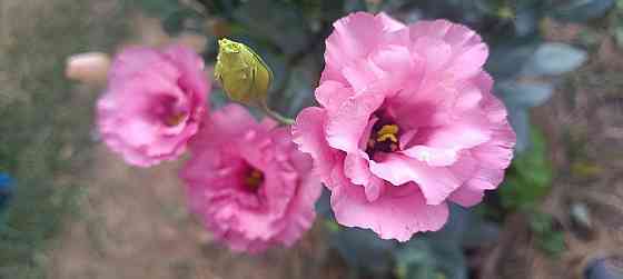 Лизиантус (эустома) Донецк