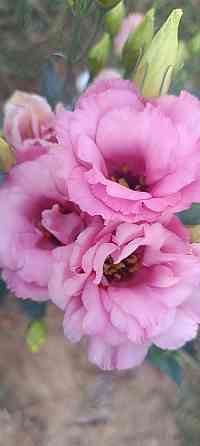 Лизиантус (эустома) Донецк