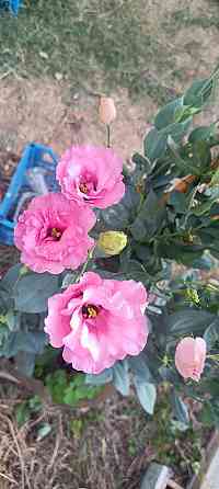 Лизиантус (эустома) Донецк