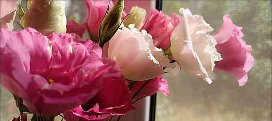 Лизиантус (эустома) Донецк