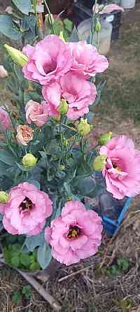 Лизиантус (эустома) Донецк