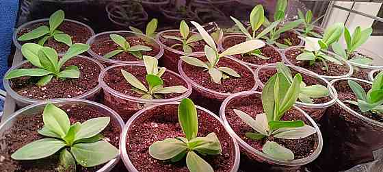 Лизиантус (эустома) Донецк