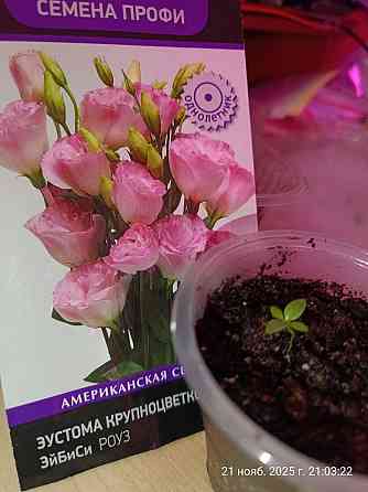 Лизиантус (эустома) Донецк