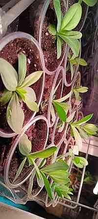 Лизиантус (эустома) Донецк