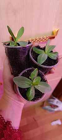 Лизиантус (эустома) Донецк