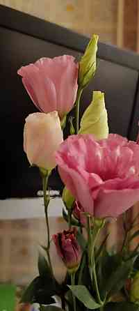 Лизиантус (эустома) Донецк