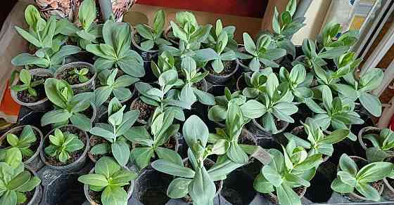 Лизиантус (эустома) Донецк