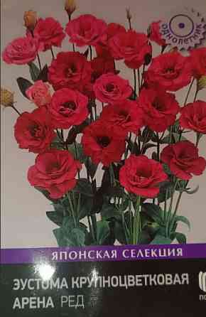 Лизиантус (эустома) Донецк