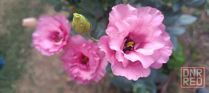 Лизиантус (эустома) Донецк - изображение 6