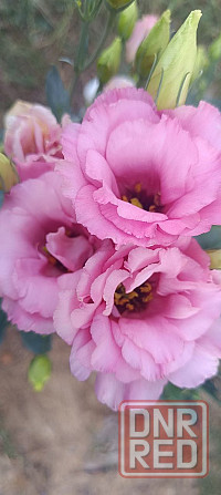 Лизиантус (эустома) Донецк - изображение 5