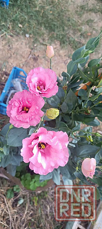 Лизиантус (эустома) Донецк - изображение 3