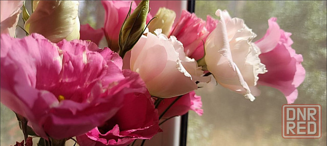 Лизиантус (эустома) Донецк - изображение 1